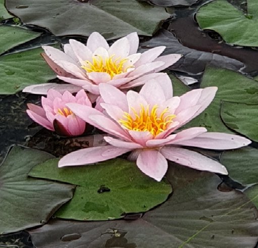 Blumen